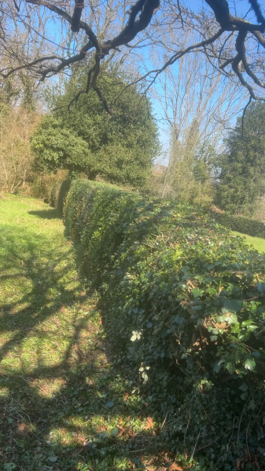 Réalisation de taille de haie nette et régulière par un jardinier paysagiste